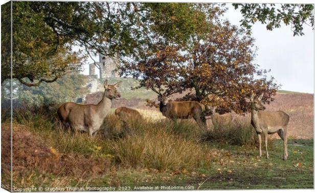 Red Stag's Mating Call in Leicestershire Canvas Print by Stephen Thomas Photography 