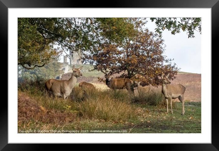 Red Stag's Mating Call in Leicestershire Framed Mounted Print by Stephen Thomas Photography 