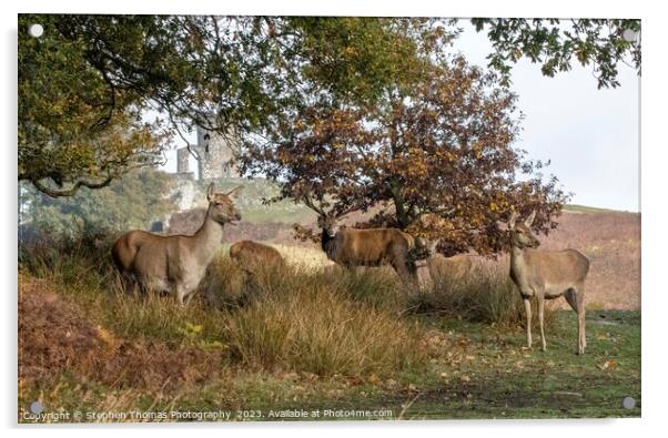 Red Stag's Mating Call in Leicestershire Acrylic by Stephen Thomas Photography 