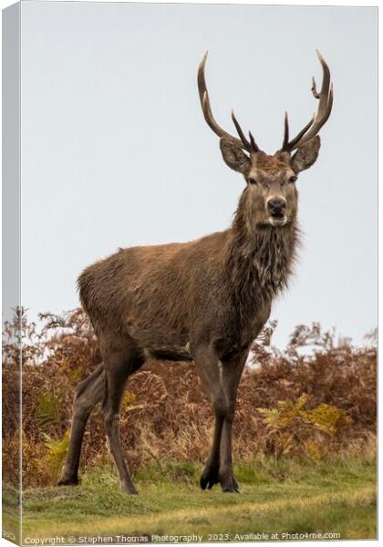 Red Deer Stag in Mating Season Canvas Print by Stephen Thomas Photography 