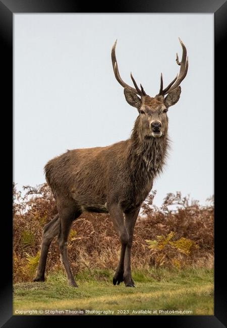 Red Deer Stag in Mating Season Framed Print by Stephen Thomas Photography 