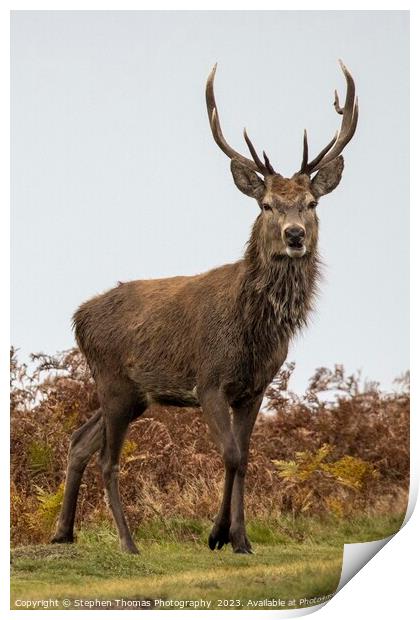 Red Deer Stag in Mating Season Print by Stephen Thomas Photography 