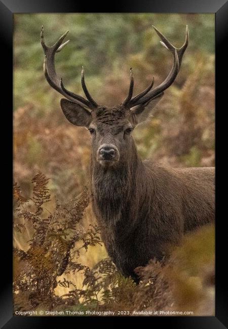 Rutting Red Deer Stag Unleashed Framed Print by Stephen Thomas Photography 