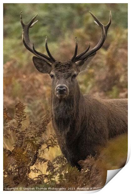 Rutting Red Deer Stag Unleashed Print by Stephen Thomas Photography 