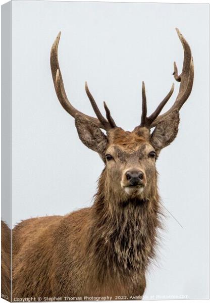 Red Stag's Dominance During Rut Canvas Print by Stephen Thomas Photography 