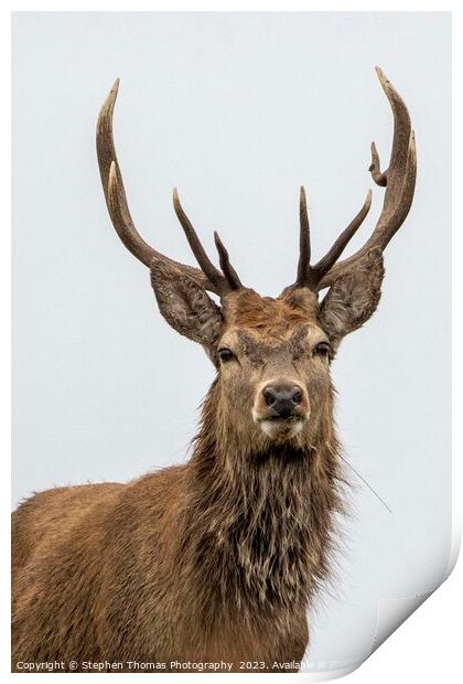 Red Stag's Dominance During Rut Print by Stephen Thomas Photography 