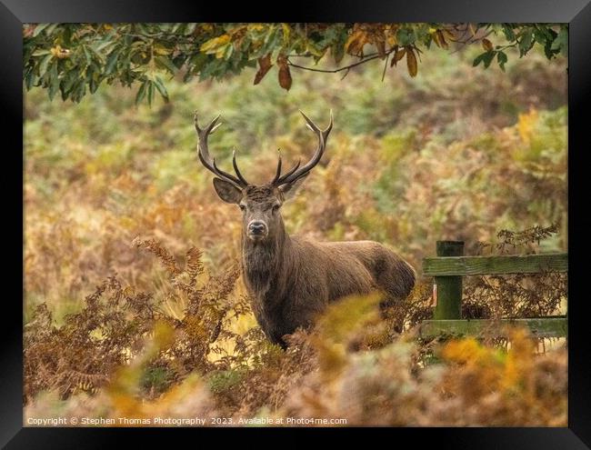 Rutting Season's Red Deer Stag Framed Print by Stephen Thomas Photography 
