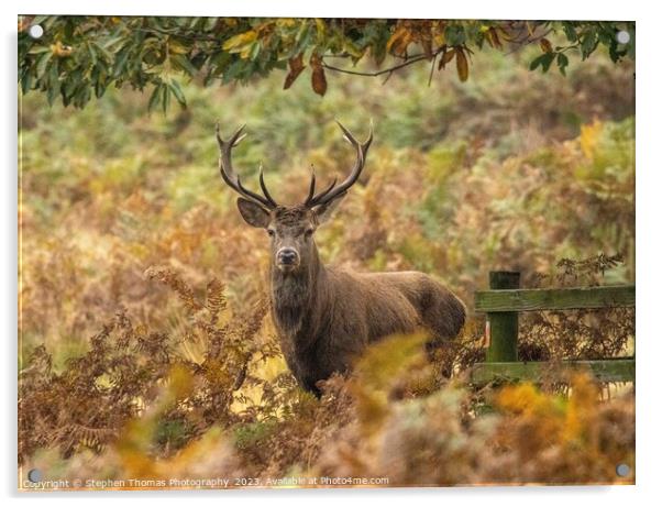 Rutting Season's Red Deer Stag Acrylic by Stephen Thomas Photography 