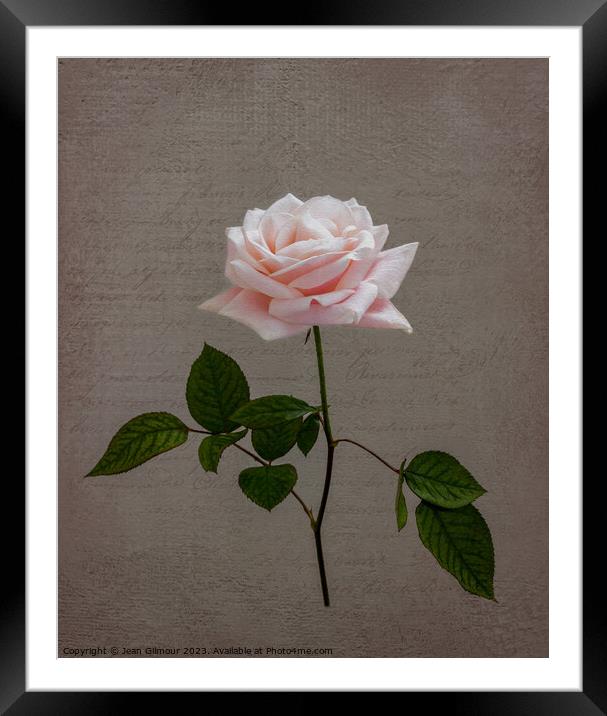 Pale Pink Rose Framed Mounted Print by Jean Gilmour