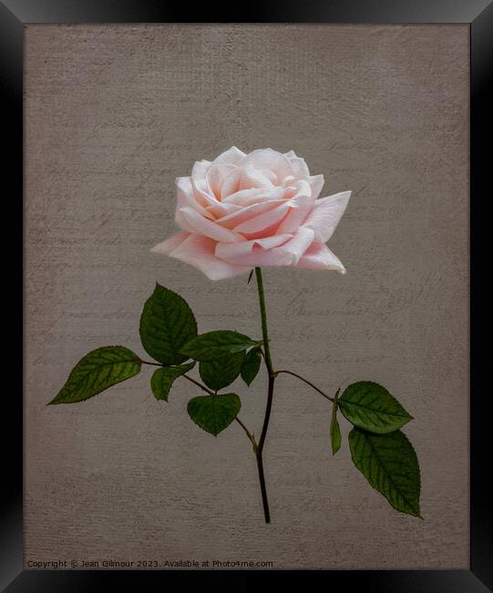 Pale Pink Rose Framed Print by Jean Gilmour