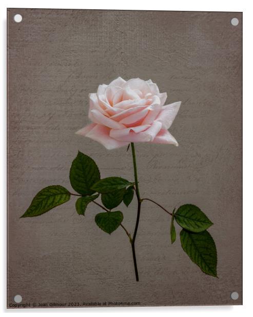 Pale Pink Rose Acrylic by Jean Gilmour
