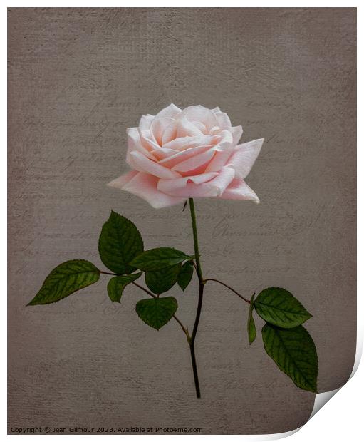 Pale Pink Rose Print by Jean Gilmour