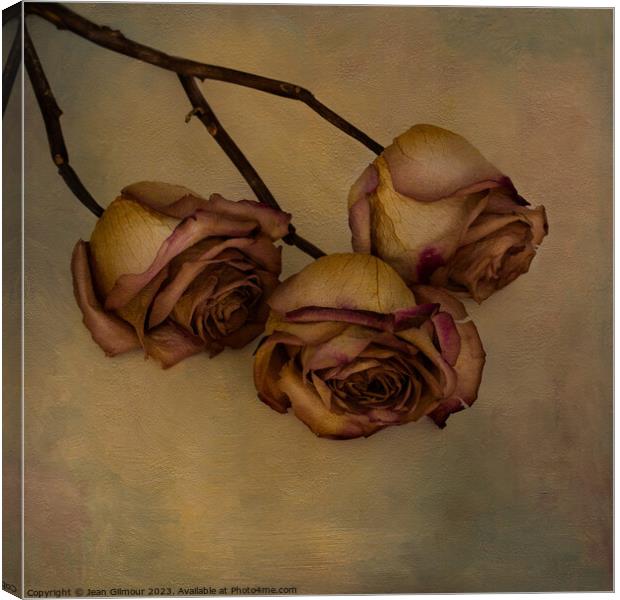 Aged but still beautiful roses. Canvas Print by Jean Gilmour