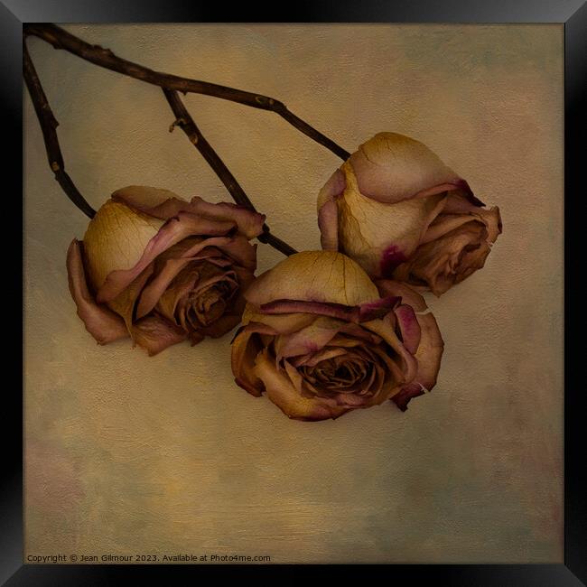 Aged but still beautiful roses. Framed Print by Jean Gilmour