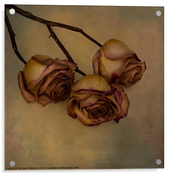 Aged but still beautiful roses. Acrylic by Jean Gilmour