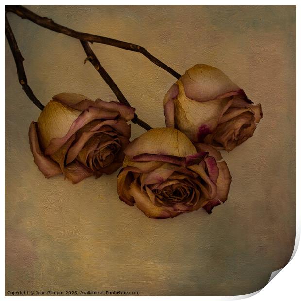 Aged but still beautiful roses. Print by Jean Gilmour