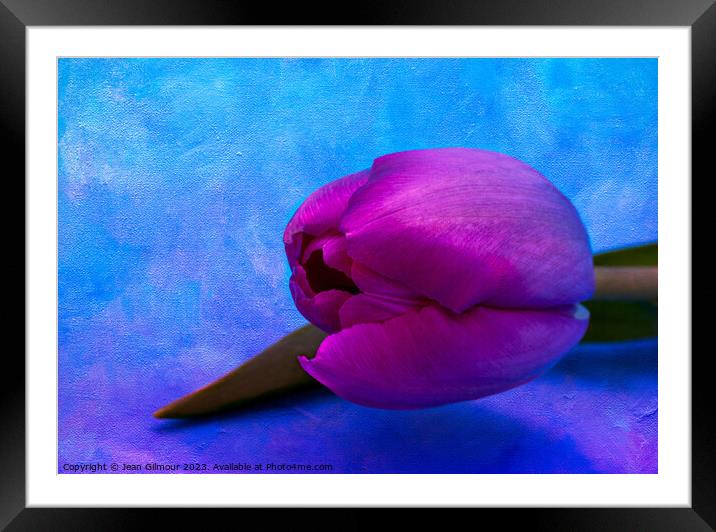Vibrant, textured, pink tulip Framed Mounted Print by Jean Gilmour