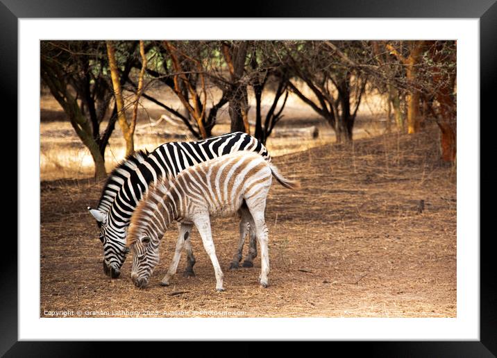 Zebras Framed Mounted Print by Graham Lathbury