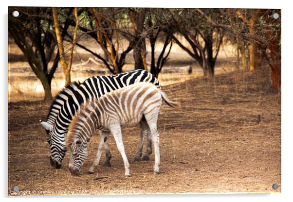 Zebras Acrylic by Graham Lathbury