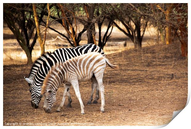 Zebras Print by Graham Lathbury