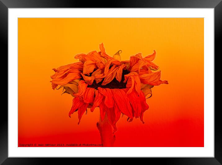 Heatwave Framed Mounted Print by Jean Gilmour