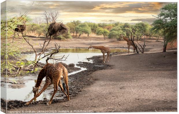 Giraffes at Watering Hole Canvas Print by Graham Lathbury