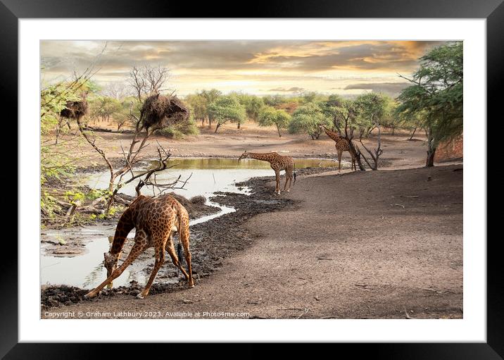 Giraffes at Watering Hole Framed Mounted Print by Graham Lathbury