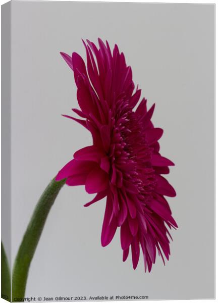Profile of Deep Pink Gerbera Canvas Print by Jean Gilmour