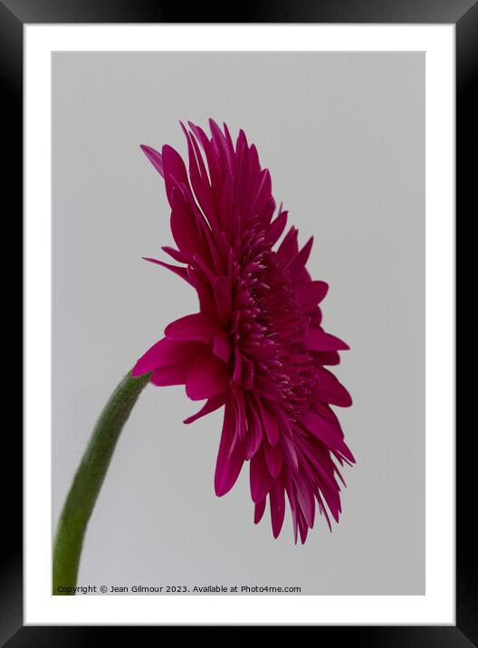 Profile of Deep Pink Gerbera Framed Mounted Print by Jean Gilmour
