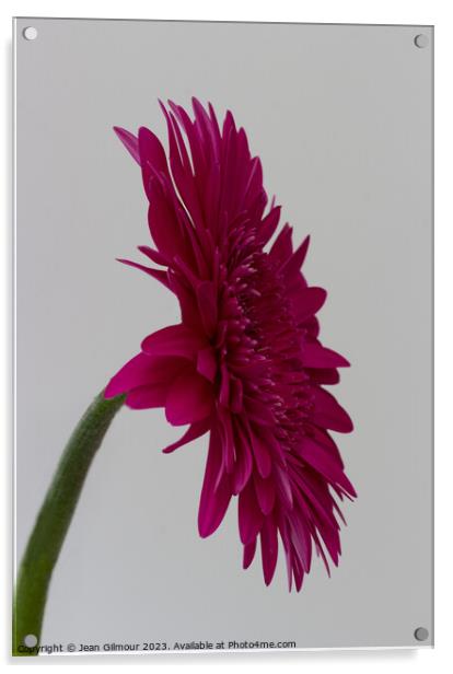 Profile of Deep Pink Gerbera Acrylic by Jean Gilmour