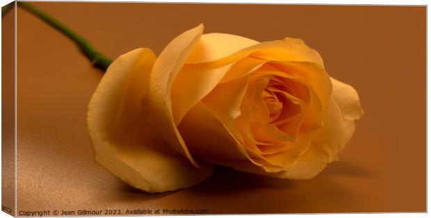 Golden Rose Canvas Print by Jean Gilmour
