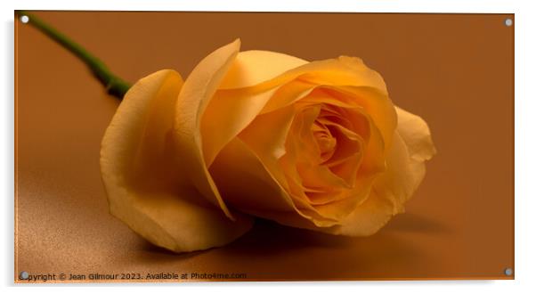 Golden Rose Acrylic by Jean Gilmour