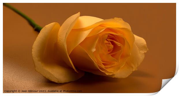 Golden Rose Print by Jean Gilmour
