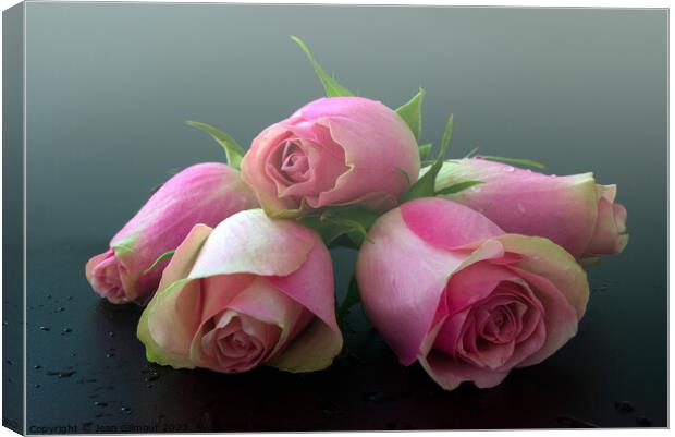 Dreamy pink roses Canvas Print by Jean Gilmour