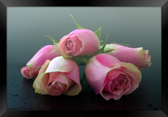 Dreamy pink roses Framed Print by Jean Gilmour