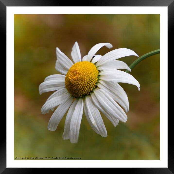 White Rudbeckia Framed Mounted Print by Jean Gilmour
