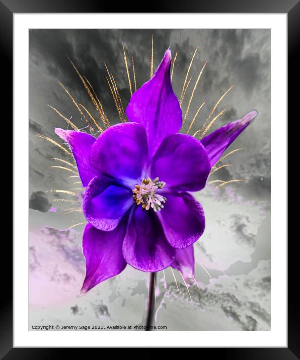 Vibrant purple Columbine Bloom Framed Mounted Print by Jeremy Sage