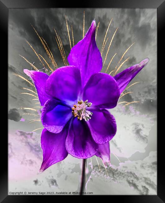 Vibrant purple Columbine Bloom Framed Print by Jeremy Sage