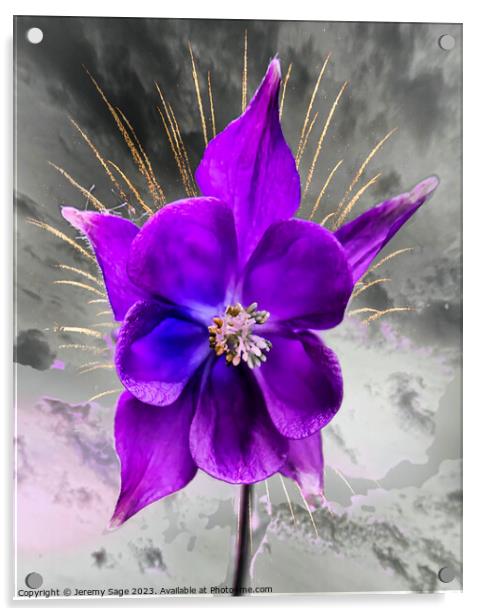 Vibrant purple Columbine Bloom Acrylic by Jeremy Sage
