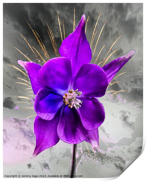 Vibrant purple Columbine Bloom Print by Jeremy Sage