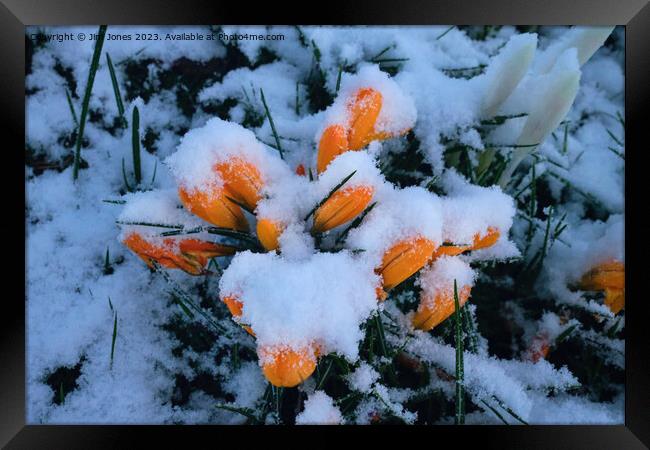 Snow in Springtime Framed Print by Jim Jones