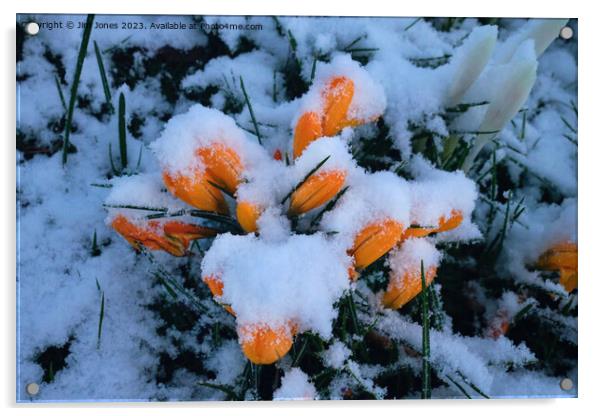 Snow in Springtime Acrylic by Jim Jones