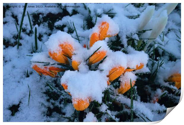 Snow in Springtime Print by Jim Jones
