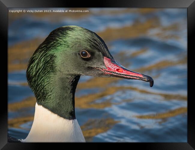 A close up of a male goodsander in a body of water Framed Print by Vicky Outen