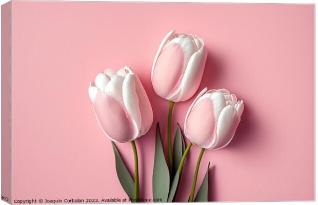 Pretty pink tulips, top view, isolated on soft colored backgroun Canvas Print by Joaquin Corbalan
