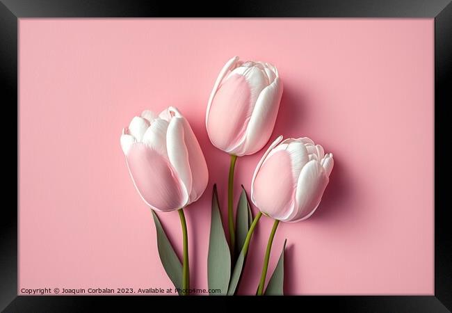 Pretty pink tulips, top view, isolated on soft colored backgroun Framed Print by Joaquin Corbalan