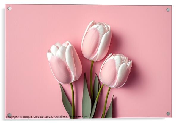 Pretty pink tulips, top view, isolated on soft colored backgroun Acrylic by Joaquin Corbalan