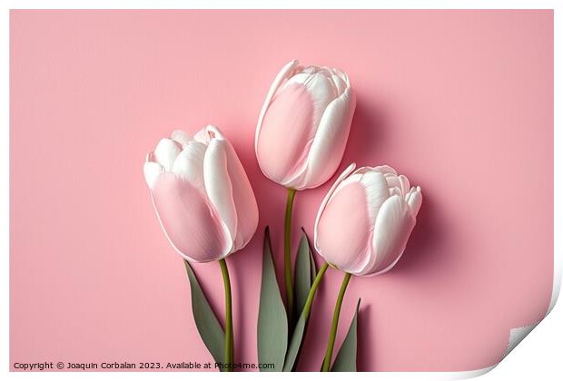 Pretty pink tulips, top view, isolated on soft colored backgroun Print by Joaquin Corbalan