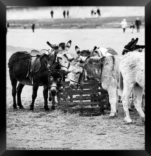 Donkeys On A Beach Framed Print by Allan Snow
