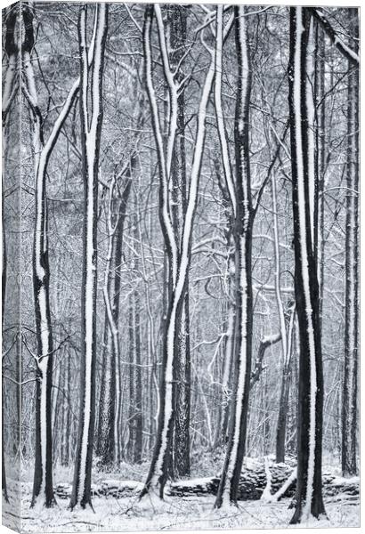 Woodland snow  Canvas Print by Simon Johnson